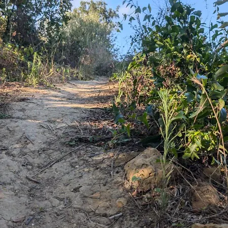 Campsite Secluded Wooden *
